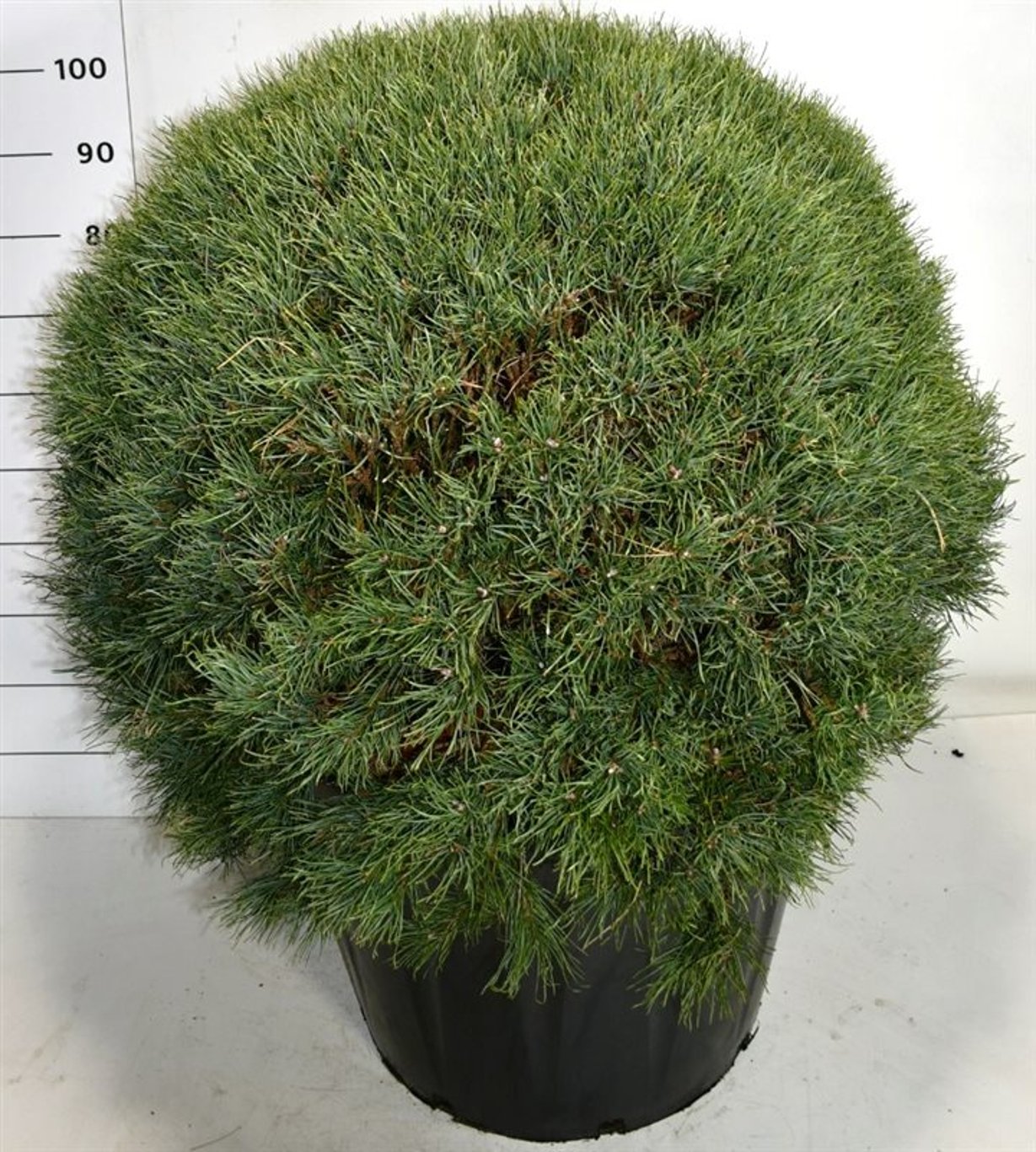 Pinus sylv. 'Watereri' - 90 CM Ball Cont.